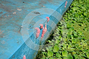 Snail eggs stuck to the pool wall