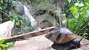 Snail ella wala - sri lanka photo