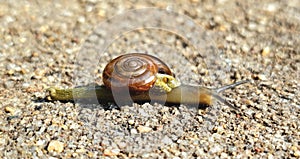 A snail embracing its slow-paced journey