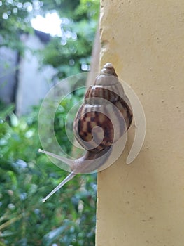 Snail, Embracing the rhythm of the moment.& x22;