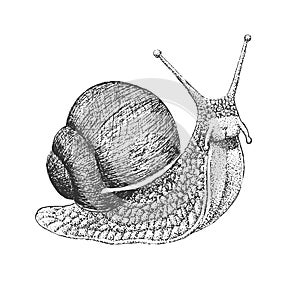 Snail Engraving Illustration