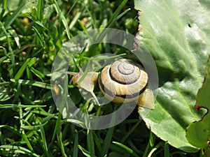 Snail escapes from the leaf
