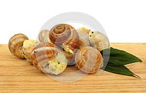 Snail escargot prepared as food photo