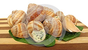 Snail escargot prepared as food photo