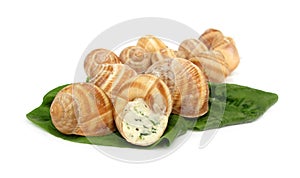 Snail escargot prepared as food