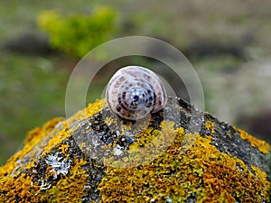 Snail / Escargot Theba pisana - Helicidae