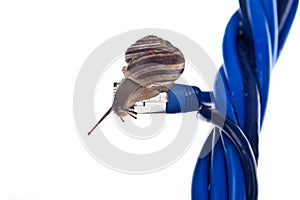 Snail on ethernet cable