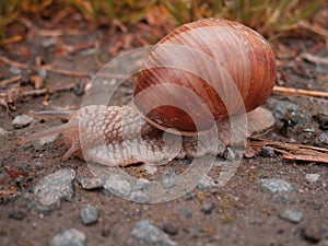 Snail