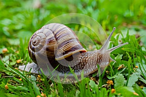Snail explores city park, blending into natural surroundings