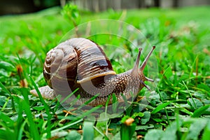 Snail explores city park, blending into natural surroundings