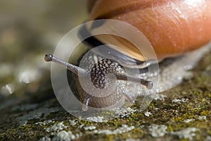 Caracol ojo tallos 