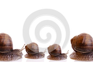 Snail family