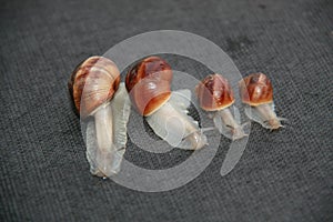 Snail family on a black background in line
