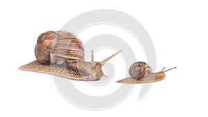 Snail family isolated on white background