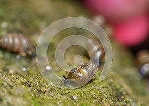 Snail Family - Macro Photography