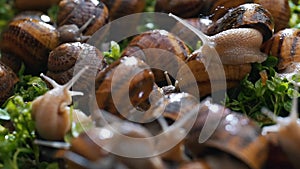 Snail farm eating grass close up