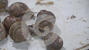 Snail farm, growing snails, snails close-up. Organic molluscs growth for french cuisine gastronomy delicacies