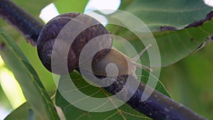 Snail farm, growing snails, snails close-up. Snail climbs on another snail shell slow motion.