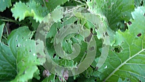 Snail farm, growing snails, snails close-up. Snail climbs on another snail shell slow motion. Organic molluscs growth for french c