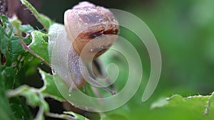 Snail farm Helix Aspersa Muller, Maxima snail, organic farming, restaurant delicacy