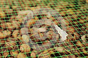 Snail farm. Industrial cultivation of edible mollusks of the species Helix aspersa muller or Cornu aspersum