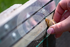 Snail farm. Industrial cultivation of edible mollusks of the species Helix aspersa muller or Cornu aspersum. Electric shepherd to