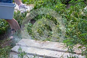 Snail farm. Industrial cultivation of edible mollusks of the species Helix aspersa muller or Cornu aspersum. Feeding snails