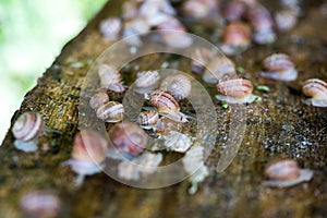 Snail farm. Industrial cultivation of edible mollusks of the species Helix aspersa muller or Cornu aspersum. Snails hide under