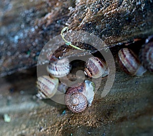 Snail farm. Industrial cultivation of edible mollusks of the species Helix aspersa muller or Cornu aspersum. Snails hide under