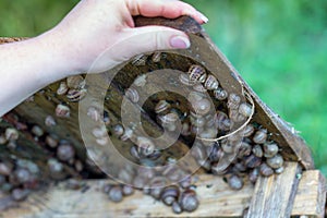 Snail farm. Industrial cultivation of edible mollusks of the species Helix aspersa muller or Cornu aspersum. Snails hide under