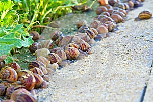 Snail Farming Business