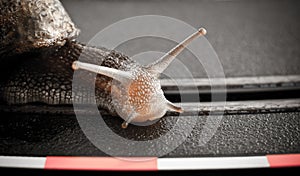 Snail on fast track photo
