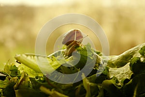 Snail feasting upon fresh cut garden lettuce. Mollusks eating vibrant green salad leaves.
