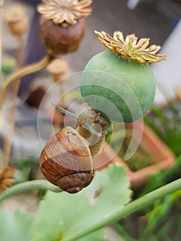 Snail feasting on a poppy flower seedpod