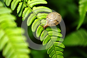 Snail on fern