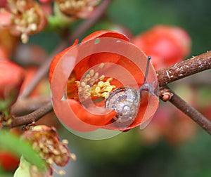 Snail and flower