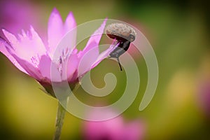 Snail on the flower