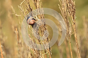 Snail on flower