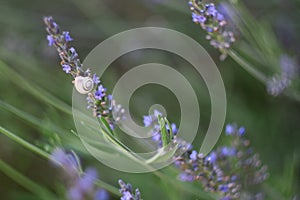 Snail and flower of lavender