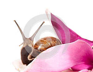 Snail and flower