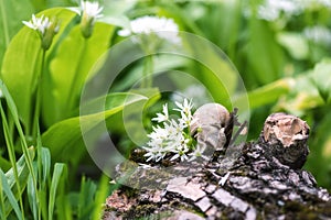 Snail in the flowering ramson wild leek or wild garlic, closeup