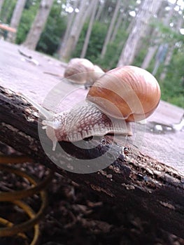 a snail in the forest