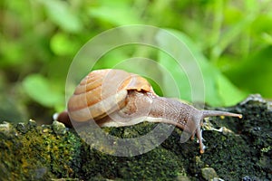 Snail in forest