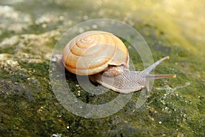 Snail in forest