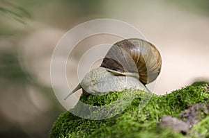 Snail on forest moss