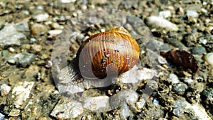 Snail on a forest path. The snail slides on a wet stone texture. Macro detail of blurred green background. Short depth of field.