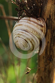 Snail in the forest. Shallow depth of field.