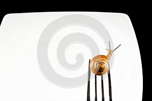 Snail on a fork against a white plate