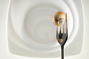 Snail on a fork against a white plate