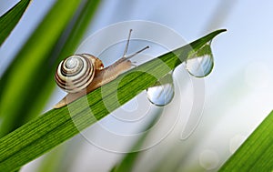 Snail on fresh green spring grass with dew drops.